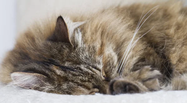 Кошка спит на подушке, коричневой породе сибирской — стоковое фото