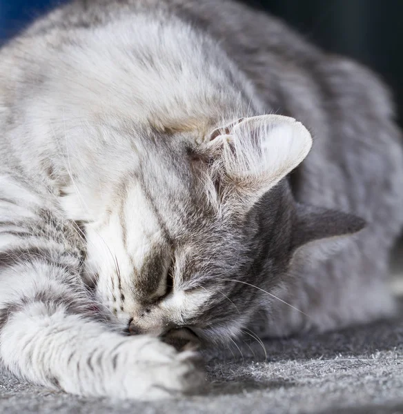 Lambendo gato, prata raça siberiana — Fotografia de Stock