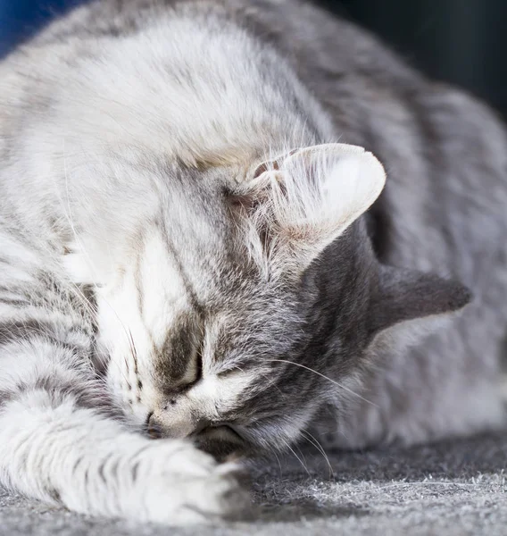 Лизинг кошек, серебряная сибирская порода — стоковое фото