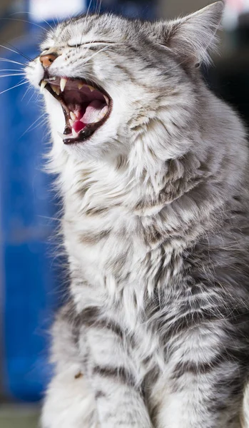 Bostezo gato, raza siberiana de plata —  Fotos de Stock