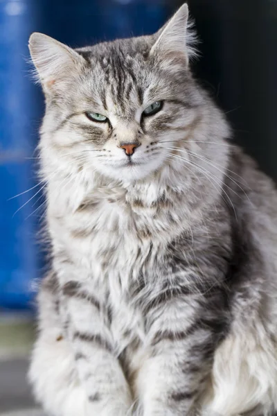 Beautiful silver cat of siberian breed in the garden — Stock Photo, Image