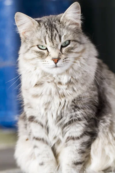 아름다움 시베리아 고양이, 실버 버전 성인 — 스톡 사진