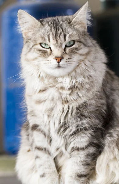 美西伯利亚猫，银版成人 — 图库照片