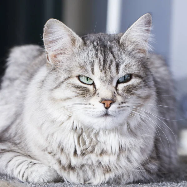 Piękno syberyjski kot, srebrny wersja dla dorosłych — Zdjęcie stockowe