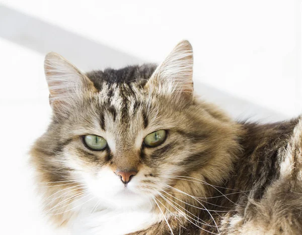 Schoonheid Siberische Kat, bruin witte versie volwassene — Stockfoto