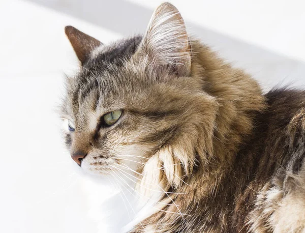 Güzellik siberian kedi, kahverengi beyaz versiyonu Yetişkin — Stok fotoğraf