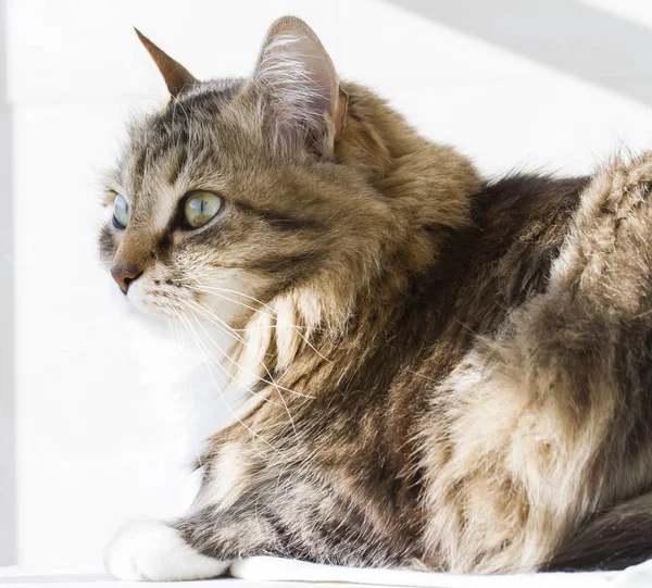 Piękno syberyjski kot, brązowy dorosły wersja biała — Zdjęcie stockowe