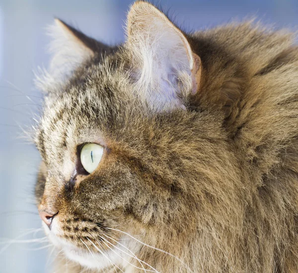 Piękno syberyjski kot, brązowy makrela wersja dla dorosłych — Zdjęcie stockowe