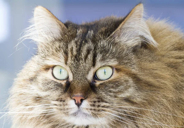 Piękno syberyjski kot, brązowy makrela wersja dla dorosłych — Zdjęcie stockowe