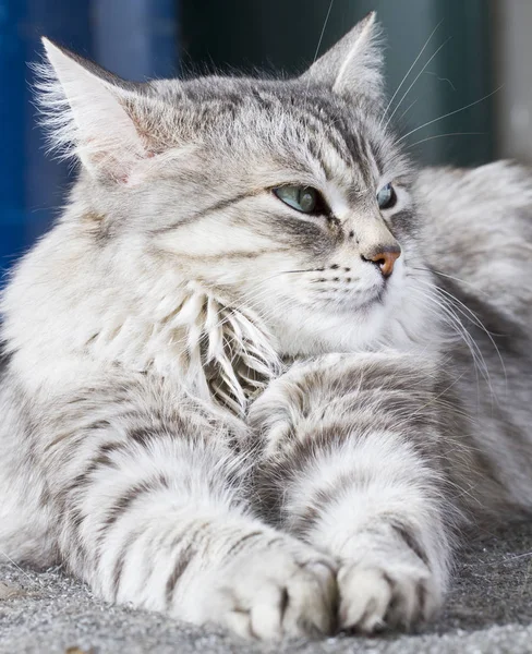 Güzellik siberian kedi, gümüş sürüm Yetişkin — Stok fotoğraf