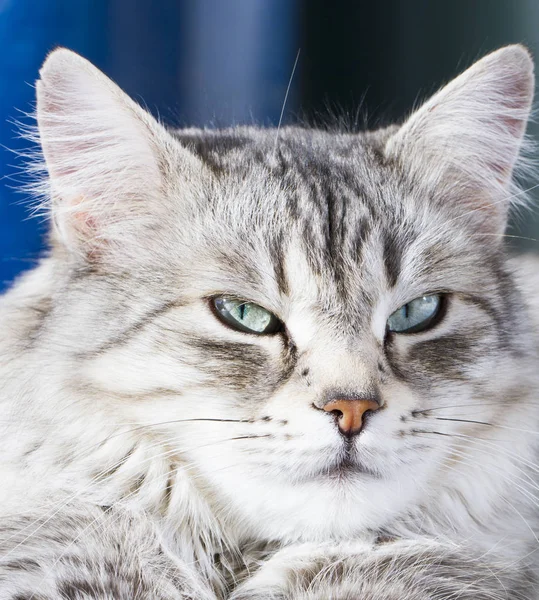 Beleza gato siberiano, versão prata adulto — Fotografia de Stock