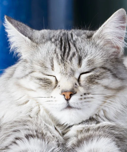 Krásy sibiřská kočka, stříbrná verze dospělý — Stock fotografie