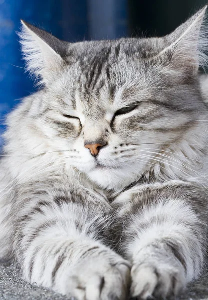 Krásy sibiřská kočka, stříbrná verze dospělý — Stock fotografie