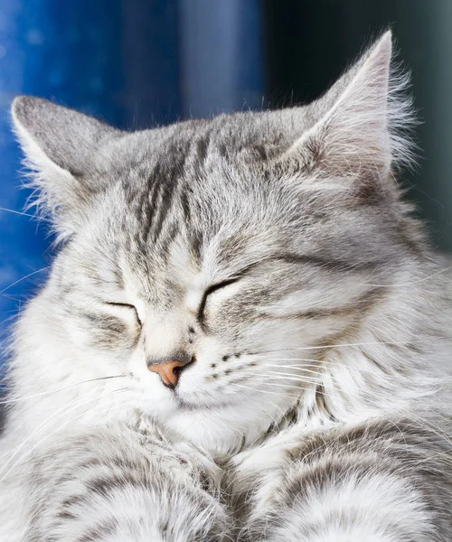 Beleza gato siberiano, versão prata adulto — Fotografia de Stock