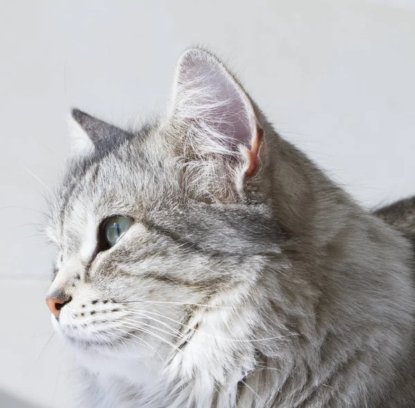 Schoonheid Siberische Kat, zilveren versie volwassene — Stockfoto