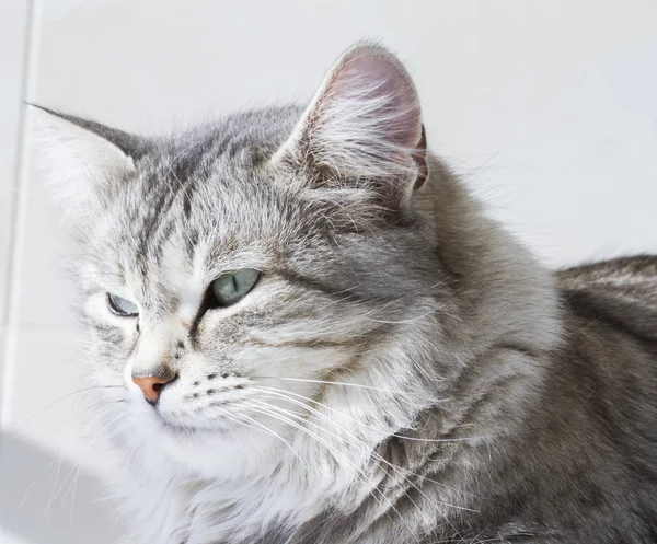 Piękno syberyjski kot, srebrny wersja dla dorosłych — Zdjęcie stockowe