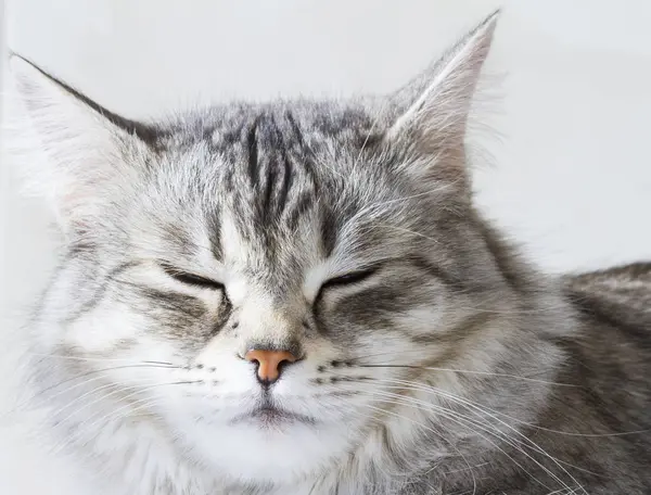 Bellezza gatto siberiano, versione argento adulto — Foto Stock