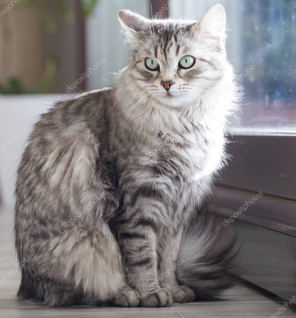 Schönheit silberne Katze sibirische Rasse am Fenster