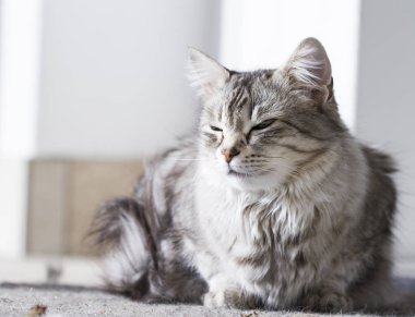 Güzellik gümüş kedi içinde belgili tanımlık Bahçe yalan Sibirya doğurmak