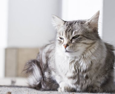 Güzellik gümüş kedi içinde belgili tanımlık Bahçe yalan Sibirya doğurmak