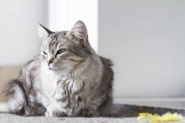 Güzellik gümüş kedi içinde belgili tanımlık Bahçe yalan Sibirya doğurmak