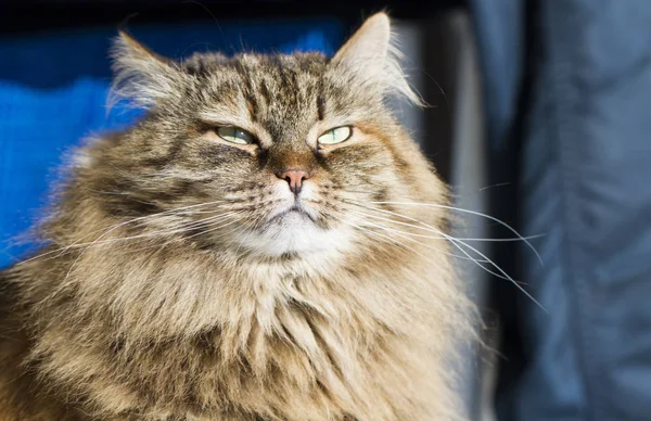 시베리아 유형, 갈색 고등어 버전의 모피 고양이 — 스톡 사진