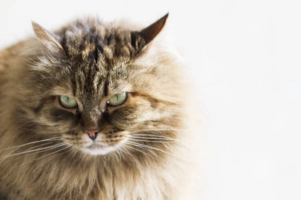 Gato peludo de raza siberiana, versión de caballa marrón —  Fotos de Stock