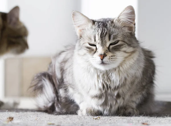 Piękna srebrna kot rasy syberyjskiej, leżącego w ogrodzie — Zdjęcie stockowe