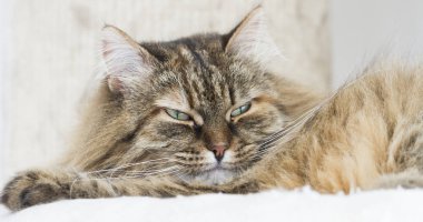 güneşe yalan Sibirya doğurmak kahverengi kedi