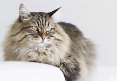kahverengi kedi kanepede yatan Sibirya doğurmak