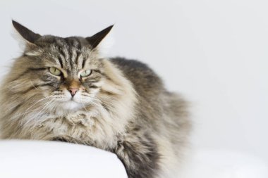 kahverengi kedi kanepede yatan Sibirya doğurmak