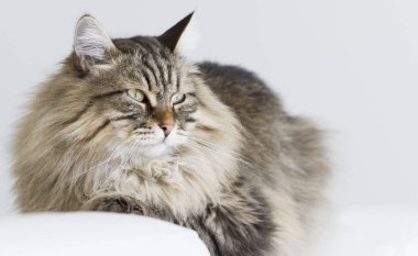 kahverengi kedi kanepede yatan Sibirya doğurmak