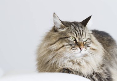 kahverengi kedi kanepede yatan Sibirya doğurmak