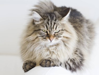 kahverengi kedi kanepede yatan Sibirya doğurmak