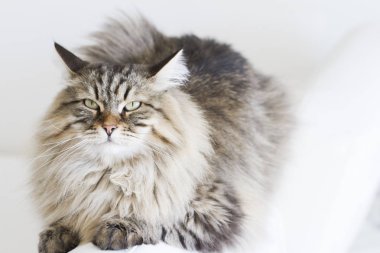 kahverengi kedi kanepede yatan Sibirya doğurmak