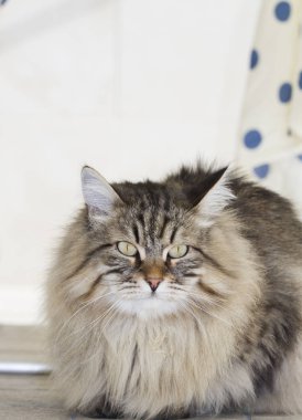 güneşe yalan Sibirya doğurmak kahverengi kedi