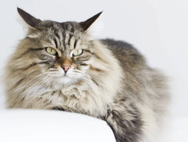 kahverengi kedi kanepede yatan Sibirya doğurmak