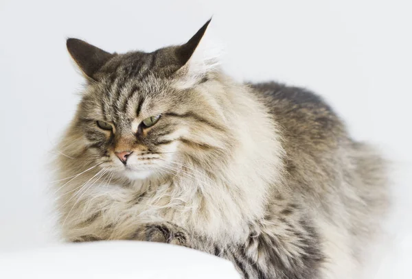 Коричневая кошка сибирской породы лежит на диване — стоковое фото