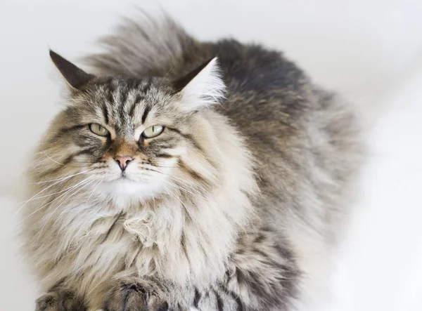 소파에 누워 시베리아 품종의 갈색 고양이 — 스톡 사진