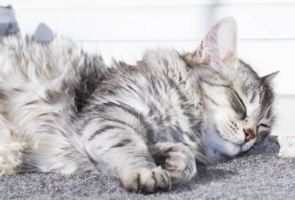 Silver cat of siberian breed lying at the sun — Stock Photo, Image