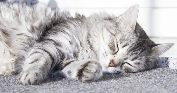 Srebrny kot rasy syberyjskiej, leżącej na słońce — Zdjęcie stockowe