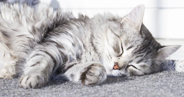 Gato plateado de raza siberiana acostado al sol —  Fotos de Stock