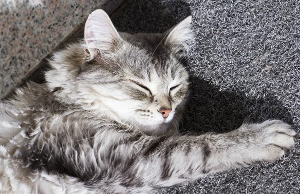 Silberne Katze sibirischer Rasse liegt in der Sonne — Stockfoto