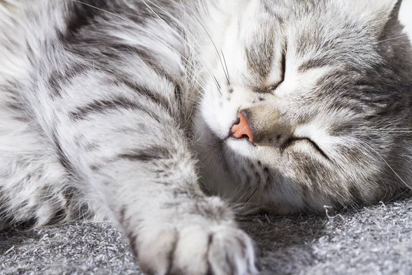 Silver cat of siberian breed lying at the sun — Stock Photo, Image