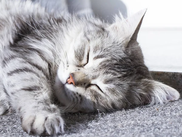 Серебряная кошка сибирской породы, лежащая на солнце — стоковое фото