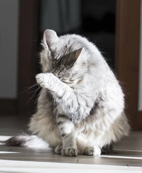 Limpieza de gatos, lamiendo la pata, raza siberiana plateada —  Fotos de Stock