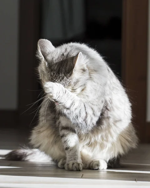 Limpieza de gatos, lamiendo la pata, raza siberiana plateada —  Fotos de Stock