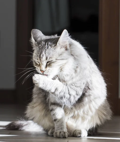 Limpieza de gatos, lamiendo la pata, raza siberiana plateada —  Fotos de Stock