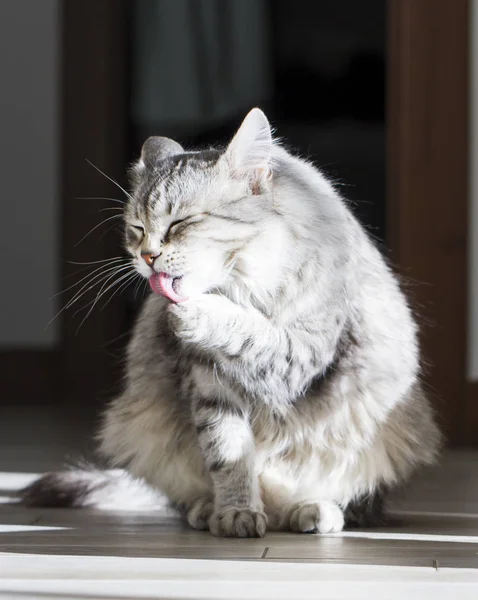 Temizleme, yalama pençe, gümüş Sibirya cins kedi — Stok fotoğraf