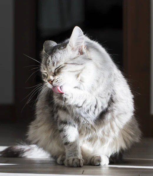 Temizleme, yalama pençe, gümüş Sibirya cins kedi — Stok fotoğraf